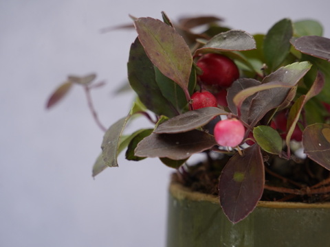 ミニ盆栽【チェッカーベリー✖️竹筒】高さ15cm × 横14cm