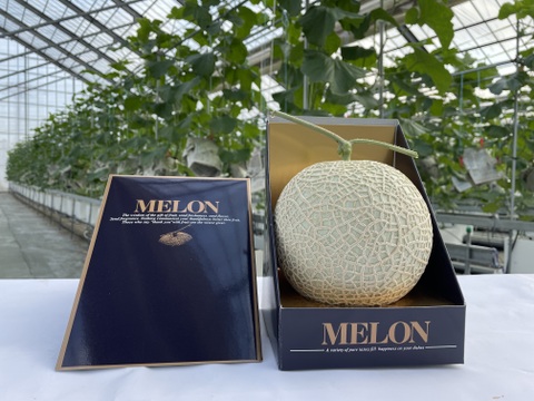 【一株一果のこだわりメロン】【秀品】【贈答用】アールスメロン（３Ｌ以上×２玉）　青肉・赤肉のセット　３．５㎏以上