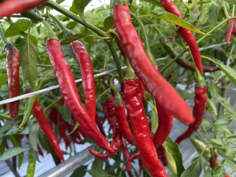 ☆天日乾燥・赤唐辛子　300g「濃紅の細身、辛み極まる。自然が鍛えたホットパラソルEX。」 — 果長10cm前後、非常に強い辛み。栽培期間中農薬不使用　化学肥料・除草剤不使用