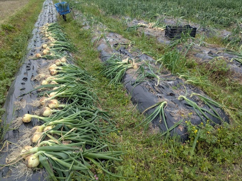 【玄海丸】皮むき玉ねぎ　福岡産　4.9kg