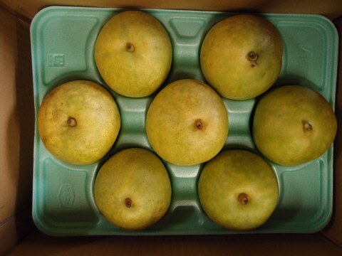 【鳥取県産】二十世紀梨　約3kg