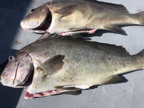 【活き締め】コロダイ4kg〜5kg 刺身用
