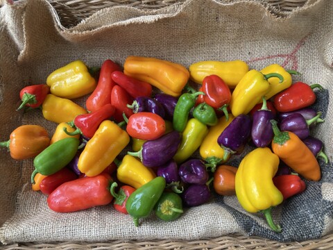 【1日1箱限定】激甘！ちびパプ【1㎏】＃栽培期間中農薬・化学肥料不使用