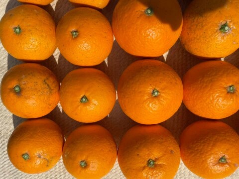 清見オレンジ(清見)　露地物　木熟　家庭用　限定10箱　5kg　S～3Lサイズ