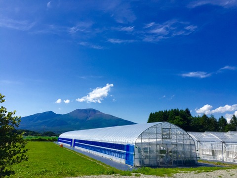 【軽井沢高原・夏秋いちご・化学農薬を限界まで抑えたこだわりの当園独自農法】★数量限定・お買い得商品★ご自宅・プロ用★夏が旬の夏秋いちご複数品種食べ比べ（無選別３００ｇ）