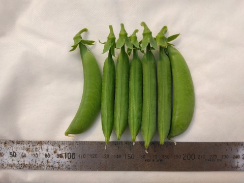 小分けで便利♪『スナップエンドウ』1Kg