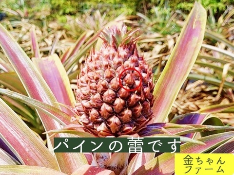 【豊潤極甘】黄金のパイン『ゴールドバレル』2玉（約2.0kg)