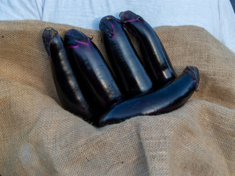 自然のうるおいで艶やかに育った島原の『うる艶なす』| 1 ㎏