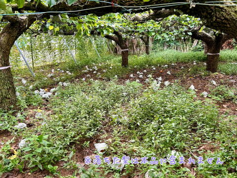 ⚠️訳アリ・加工用梨⚠️　千葉県産【新高】約4.5㎏　市川のなし