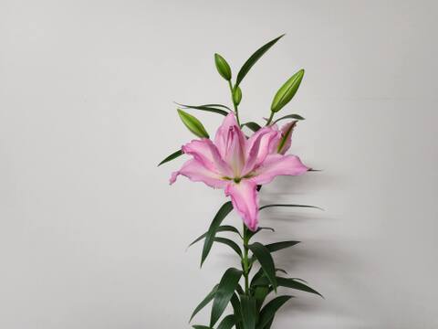 新品種】～ ジセラ3本束～❤ピンク八重ユリ❤ローズLillyです