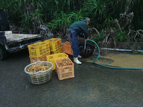 生　秋ウコン500ｇ