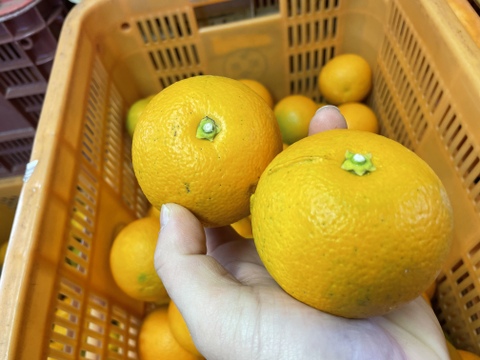 ポン酢に最適！！中山農園の橙「加工用」 4kg