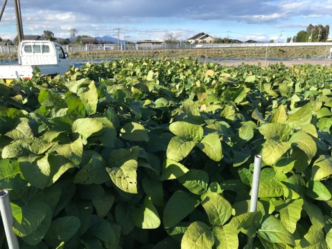 【期間限定】黒大豆えだまめ【秋の味！】