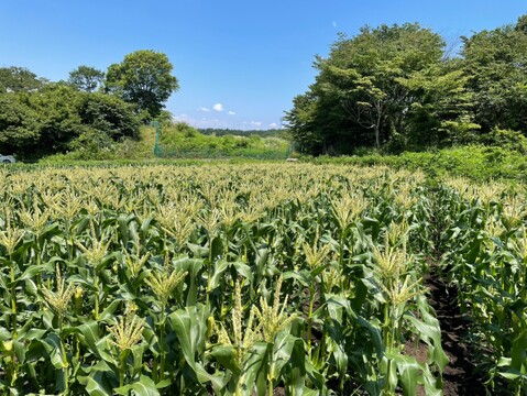 【樋沢ブランド／限定2,000本／平均糖度20】とうもろこし サニーショコラ・10本セット