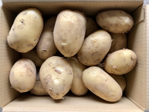 【鹿児島産】甘塩新ジャガイモ箱込み3キロ^_^