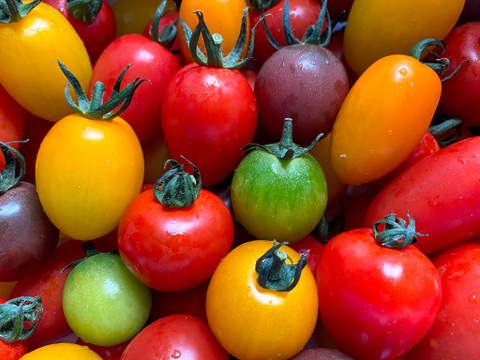 【樹上完熟】カラフルミニトマトセット（1.5kg）