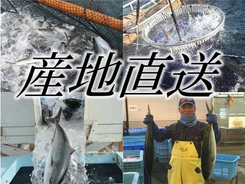 【鹿児島産ぶり】冷凍・ぶり皮無ロイン（背腹計2ｐ）