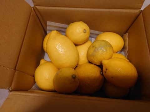 【防腐剤・ワックス不使用】訳あり レモン 2kg 【愛媛産】国産レモン