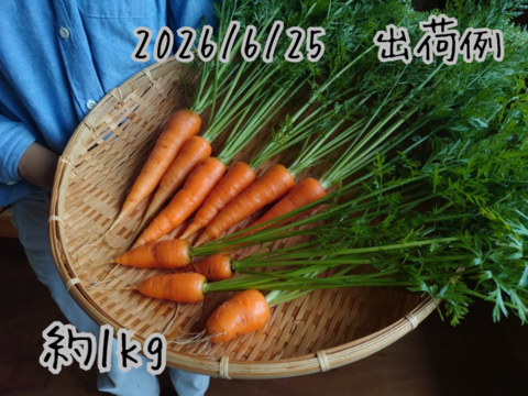 奥出雲産自然栽培葉付き人参(1kg)：島根県産のその他にんじん｜食べ