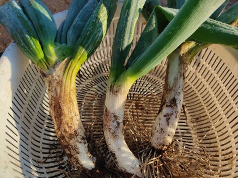 ✨農薬・化成肥料不使用の新鮮白菜「魂の白菜」特大サイズ×1玉+下仁田ネギ+旬のお野菜✨