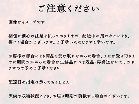 シナノゴールド６玉 ギフトボックス【2025先行予約】【信州長野県産】※10月下旬より発送開始