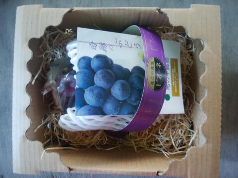 有機JAS認証　ブドウ　ピオーネ　通常品　小ぶり3房　600～700g