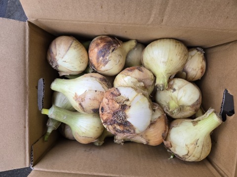 【予約商品】淡路島産新玉ねぎ 〚スイートオニオン』5kg