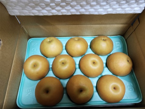 令和8年9月発送【予約】梨 南水 良品10kg 長野県産 大好評‼️