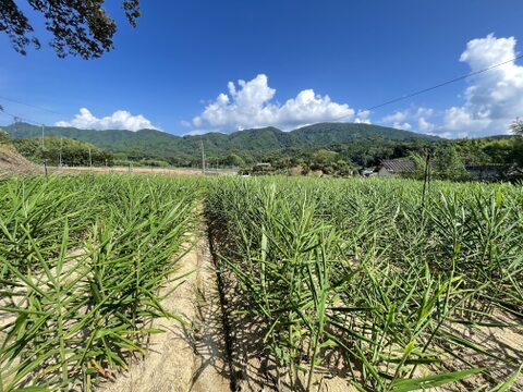 （予約販売）2024年11月中にお届けします！和食・鍋に！【 熊本のとれたて新しょうが1.5kg】とれたて・露地栽培の新生姜（1.5kg）