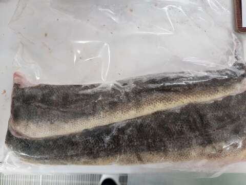 可哀想なコチ 訳あり フードロス 天然マゴチ小サイズ1本分  急速冷凍 真空パック 三枚おろし済み 刺身 鍋 から揚げ ムニエル