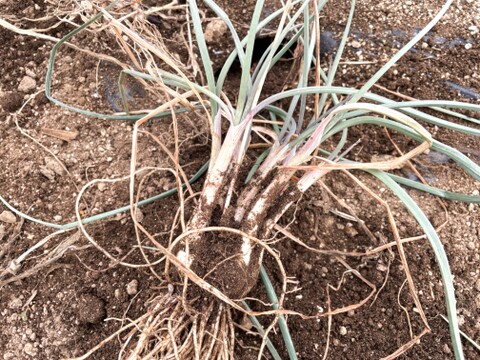 【産直 土付き】宮城県産 辛ウマ！エシャレット 200g 若採りらっきょう 自然栽培 栽培中農薬不使用 生食 太良衛門