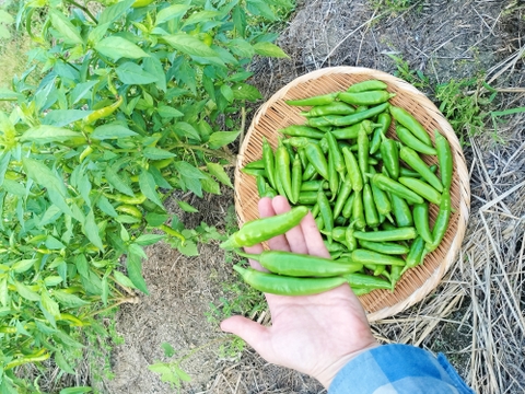 にんにく＆青唐辛子糀（ピューレタイプ）〜ピリッと香る＆ガツンとコクうま！〜【冷凍便❄️同梱OK】《国産・無添加・発酵調味料》