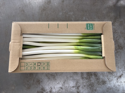 一年中ベストな品種をお届け｜甘みたっぷり長ねぎ3kg（Lサイズ）：千葉
