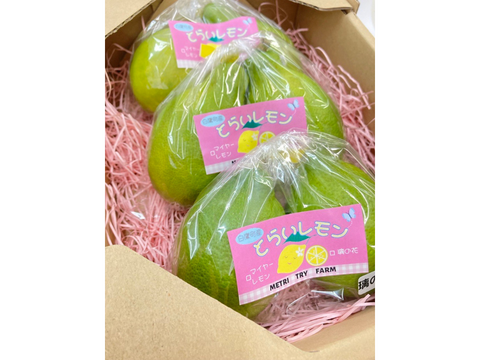 【山形県白鷹町産】キリっとスッキリ！グリーンレモン　璃の香  1kg