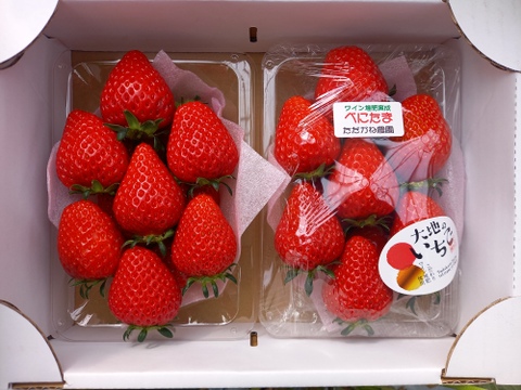 べにたま　2パック詰め中粒」オリジナルのワイン堆肥で栽培し有機ゴミをサステナブル資源活用ができる「いちご特別栽培」認証！
「のんびり樹ままに発送プラン」です。秩父いちご農家　ただかね農園