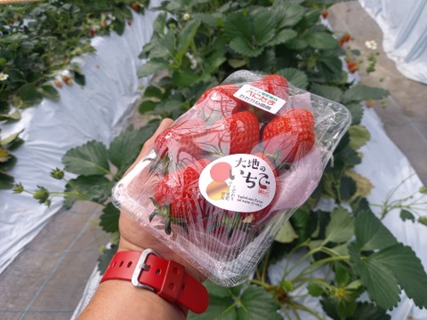 べにたま　2パック詰め中粒」オリジナルのワイン堆肥で栽培し有機ゴミをサステナブル資源活用ができる「いちご特別栽培」認証！
「のんびり樹ままに発送プラン」です。秩父いちご農家　ただかね農園