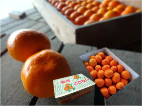 年明けでも薄皮！濃厚！甘～い！三拍子そろったみかん！とにかく甘くて美味しいみかんを食べたい方にオススメ！二段熟成の完熟みかん「熟成味柑」　サイズ混合　お試し品　５ｋｇ【177】