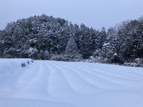 奥山スナップ(スナップエンドウ) 2kg　ご賞味あれ♡