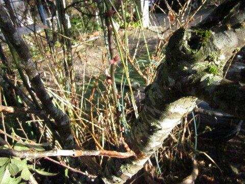 観賞用 花 植物 花芽 葉芽付き 切り枝 約12センチ 内容量２ヶ 岐阜県産 食べチョク 農家 漁師の産直ネット通販 旬の食材を生産者直送