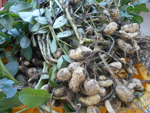 茹で落花生　最高品種　おおまさり　500ｇ　落花生　ピーナッツ　ラッカセイ
