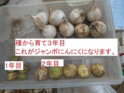 にんにく 皮やぶれ＆バラ粒ふぞろい*500g