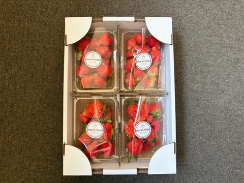 【不揃い･やよいひめ】宮城蔵王産 いちご 250ｇ×4ｐ