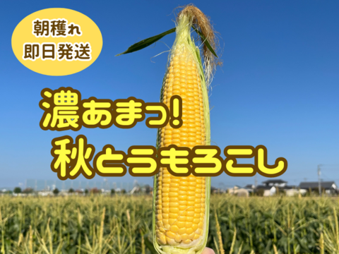 ★11月上旬～⭐濃あまっ❗6本 秋とうもろこし【ミックスサイズ】