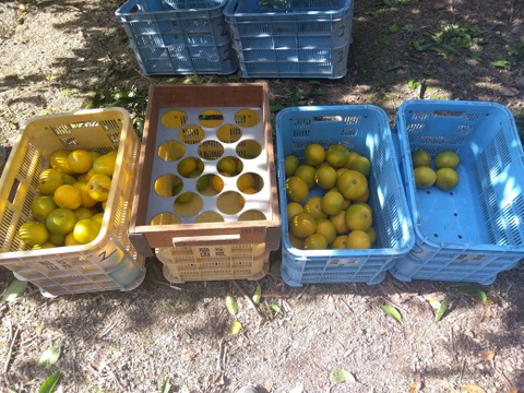 最終　和歌山県橋本市　ご家庭用八朔　サイズM以上(直径約8cm以上)　10キロ箱込み