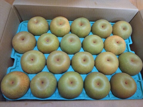 夏の定番🍏　千葉県産【幸水】5㎏　お手頃サイズ『14～20玉入』市川のなし・秀品