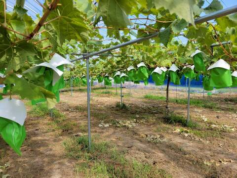 【個性ありお得】大きく、とにかく大きく育てたシャインマスカット（1.6~2kg２房～３房)