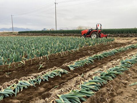 【冬ギフト】お買得！《2L～3Lサイズ 22本前後》お蚕さまも手伝う「泥付き下仁田ねぎ」4.8kg【福袋】