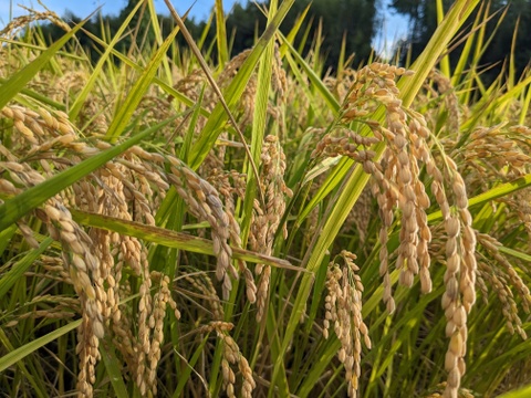 玄米まる餅  (350g×2袋)