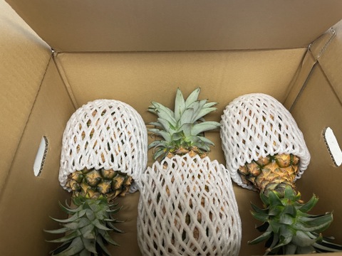 《先行予約》✨完熟ピーチパイン約２Kg(3〜4個入)✨　　　　　✨ほんの〜り桃の香りのする不思議なパイン✨世界自然遺産の島『西表島』より、産地直送でお届けします✨