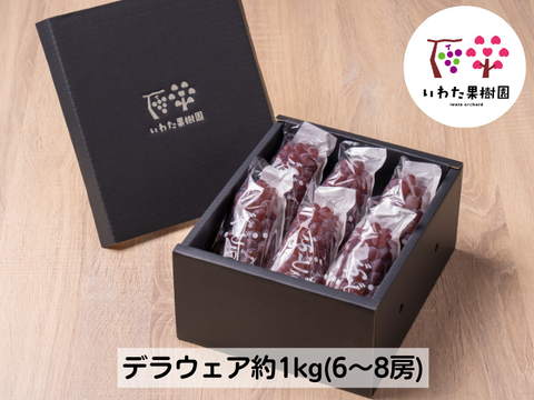 2026年＼8月上旬発送／山形県高畠町産種なしデラウェア約1㎏